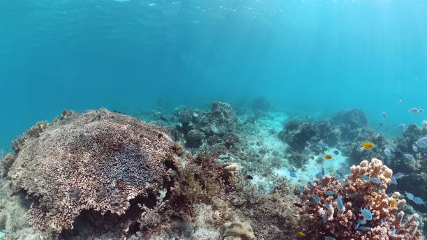 istock Coral reef and tropical fish. Panglao, Philippines 1263348382