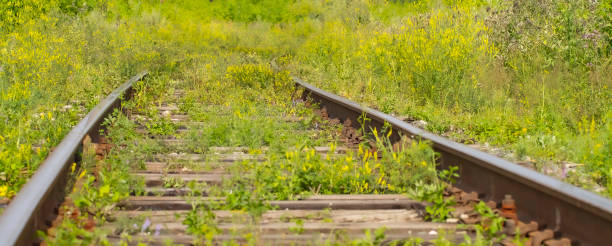 istock Old railroad overgrown with plants and grass, wide view. 1263350524