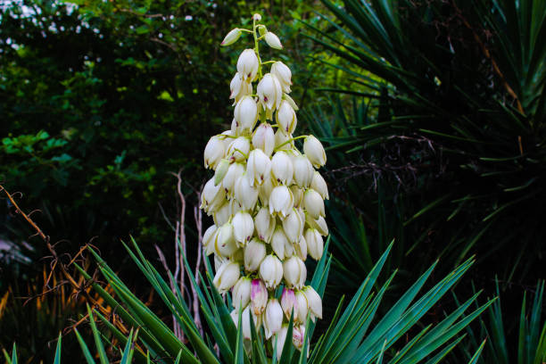 istock A picture of flowers 1263350692