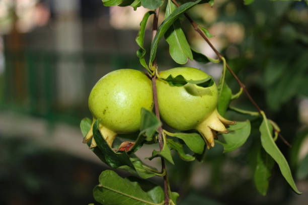 istock A picture of pomegranate 1263350739
