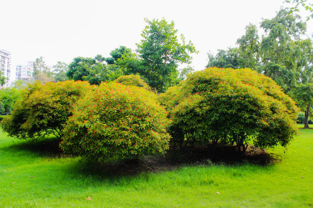 istock A picture of garden 1263350801