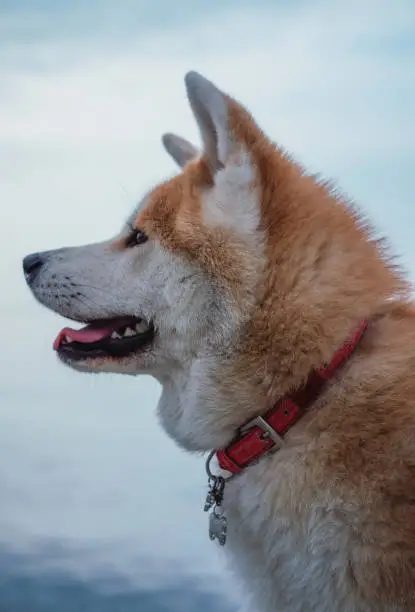 Portrait of a red-and-white Akita inu. Thoroughbred beautiful Japanese dog. Akita inu in nature.
