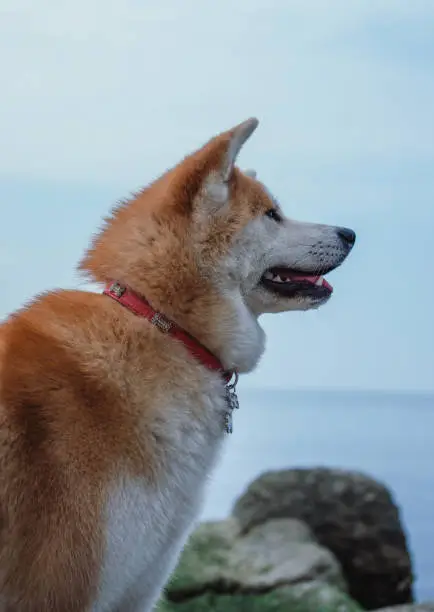 Portrait of a red-and-white Akita inu. Thoroughbred beautiful Japanese dog. Akita inu in nature.