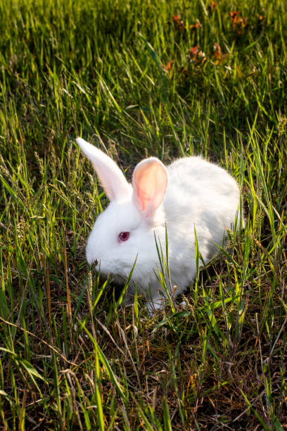istock The Pannon White rabbit sits on the green grass. 1263354919