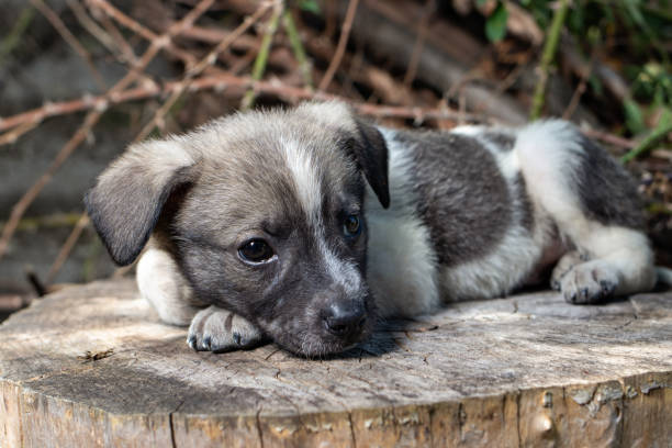 istock A little pooch sits on the street on a stump. 1263354975