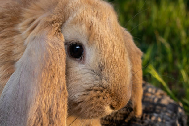 istock A French Lop rabbit sits on the green grass. 1263355005