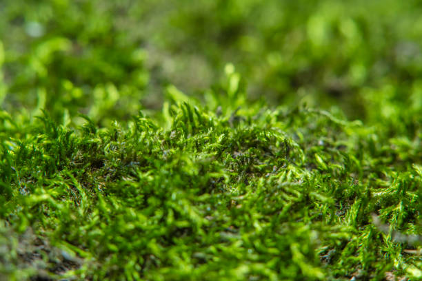 istock Green background with tree climacium moss in soft focus at high magnification. The beauty of nature and the environment. Insignificant details invisible to the naked eye. 1263357407