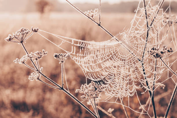 istock Spider web covered with hoarfrost stretched between branches on a frosty autumn morning 1263357554