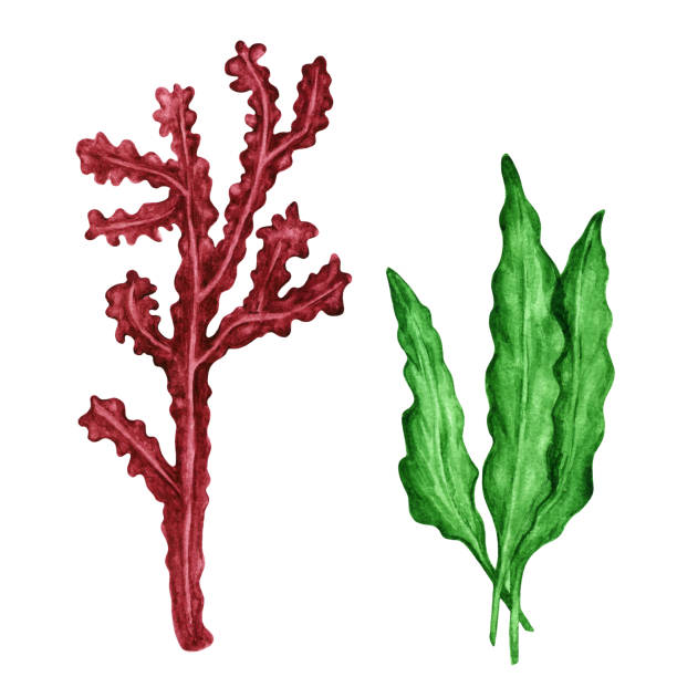 akwarele wodorosty - red seaweed stock illustrations