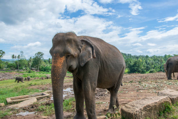 istock Asian Elephants in Sri Lanka 1263358415