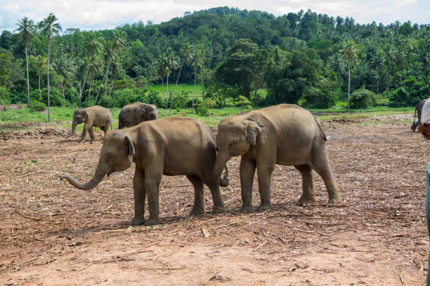 istock Two baby elephants are playing. 1263358424