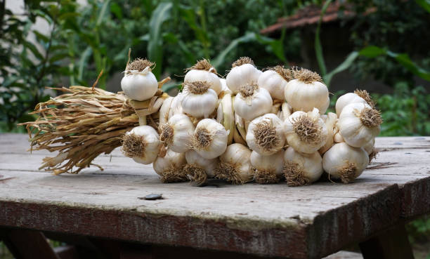 Garlic background stock photo