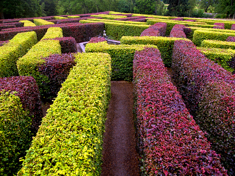 Geometric garden labyrinth of hedge bush green and red decorative space in park