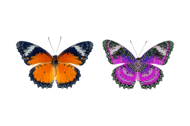istock Beautiful butterflies isolated on a white background 1263361509