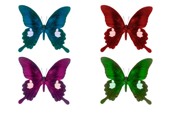 istock Beautiful butterflies isolated on a white background 1263361513