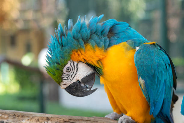 istock Closeup blue and gold macaw, Beautiful parrot feathers 1263361517