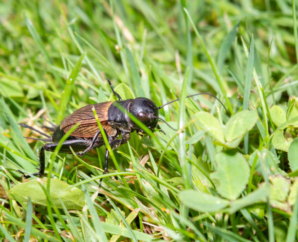 Female Cricket crawling through the meadow, Feldgrille, Gryllus Campestris in Nature Cricket crawling through the meadow, Feldgrille, Gryllus Campestris in Nature - Female - Nikon D850. Converted from RAW gryllus campestris stock pictures, royalty-free photos & images