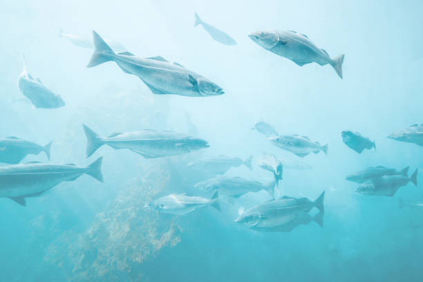 sfondo pesce di mare vista naturale subacquea rilassante scenario gruppo merluzzo pesca oceano atlantico vita marina concetto di ecologia - cod foto e immagini stock