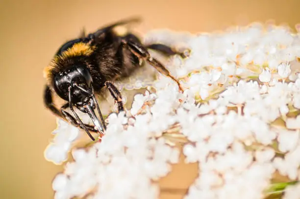 A bumble bee on a white flower and yellow background