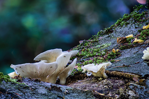 An angel's wings mushroom on a fallen tree in the forest of Rhineland Palatinate, Germany. The picture was stacked