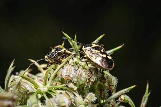 Two brassica shield bugs on a lush green plant against a black background