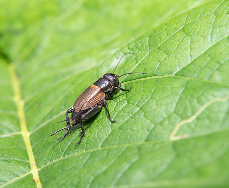 Macro of a Snout Beetle resting on a leaf.