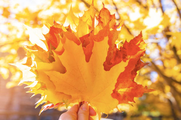 Bouquet of multicolor autumn maple leaves in hand in forest