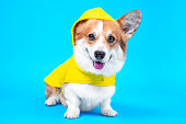 Cute smiling welsh corgi pembroke or cardigan dog in cozy yellow raincoat with hood sits on blue background. Advertising of comfortable and warm clothing for pets, copy space.