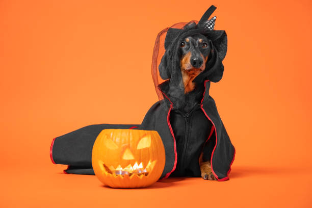 istock Funny dachshund in witch pointed hat with veil and black magic mantle sits on orange background with pumpkin jack lantern, copy space. Preparing to celebrate halloween. 1263367341