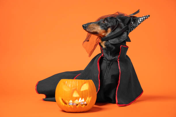 istock Funny dachshund in witch pointed hat with veil and black magic mantle sits on orange background with pumpkin jack lantern, copy space. Preparing to celebrate halloween. 1263367345