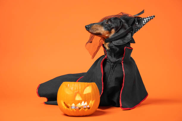 Funny dachshund in witch pointed hat with veil and black magic mantle sits on orange background with pumpkin jack lantern, copy space. Preparing to celebrate halloween. Funny dachshund in witch pointed hat with veil and black magic mantle sits on orange background with pumpkin jack lantern, copy space. Preparing to celebrate halloween. pet clothing stock pictures, royalty-free photos & images