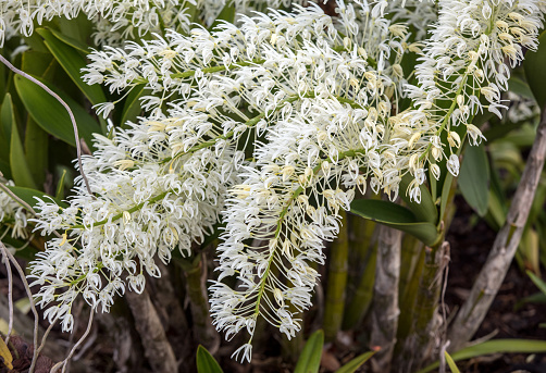 Dendrobium speciosum group of small white flowers in bloom, orchid flowers