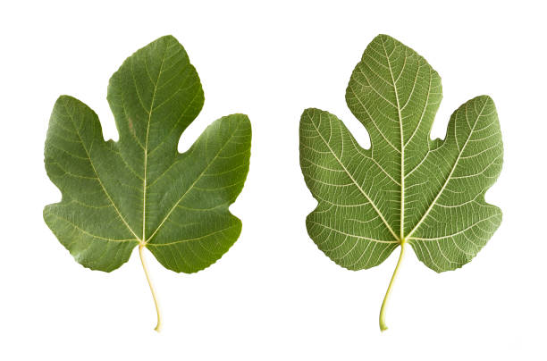 Fig Leaf stock photo