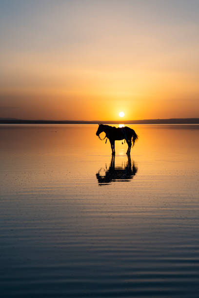 istock horse on lake 1263370365