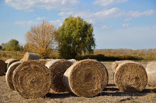 straw rolls in agricultural field in autumn