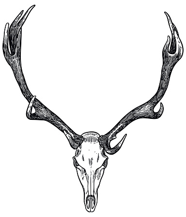 Illustration of skull and antlers of a moose
