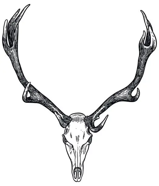 Vector illustration of Vector drawing of a skull and antlers of elk