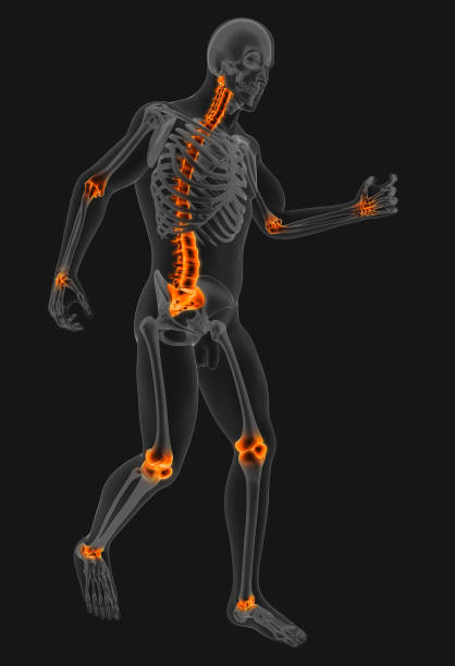 istock 3D_Illustration_human_skeleton_anatomy_for_medical 1263376026