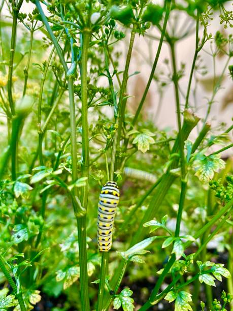 istock View of green Grub on Parsley plants 1263379513