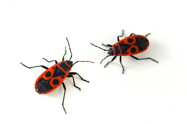 Close up of a structure of the may-bug in the period of its rise.