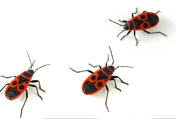 Close-up of a three red beetle.