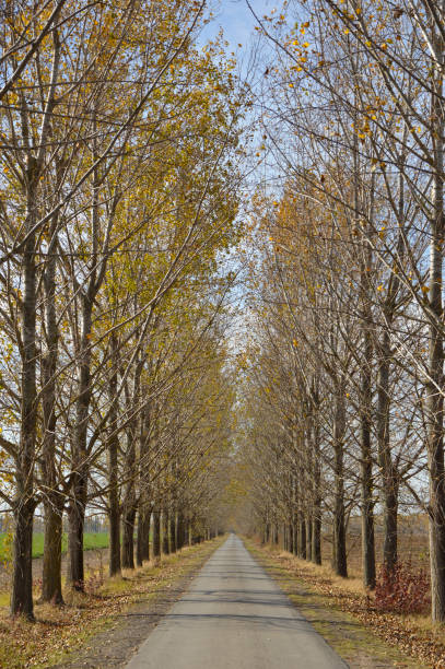 istock poplar trees alley in autumn 1263389849