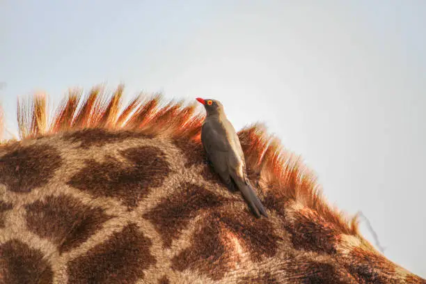Close-up of an oxpecker bird sitting on a giraffe at Hluhluwe-iMfolozi National Park, Zululand South Africa
