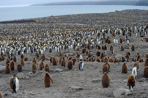 One wild gentoo penguin chick on Antarctica beach.  Chick is losing it's early life down feathers.\n\nTaken in Antarctica