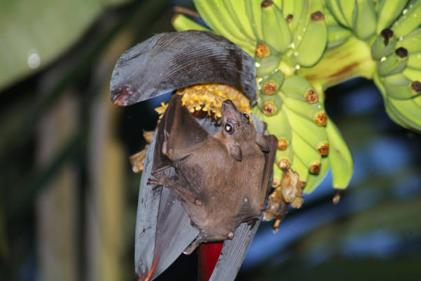 small bat eating honey from a banana flower