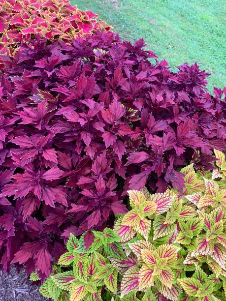 istock Coleus in Summer Flower Garden 1263390983