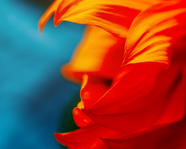 istock Close up of a sunflower 1263394433