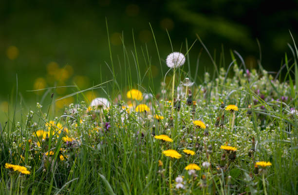 Dandelion flower on an Alpine meadow