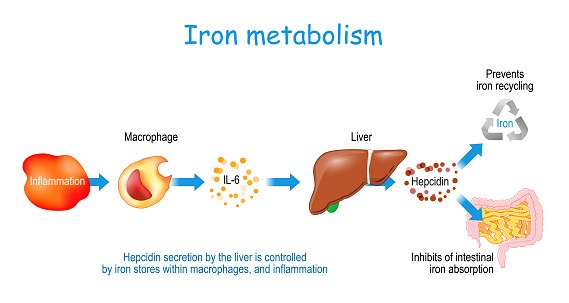 Hepcidin And Human Iron Metabolism Stock Illustration - Download Image Now  - Iron - Metal, Blood, Metabolism - iStock