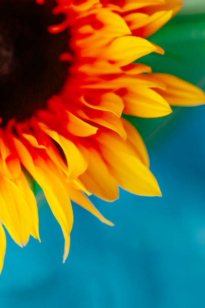 Summer image with sunflowers